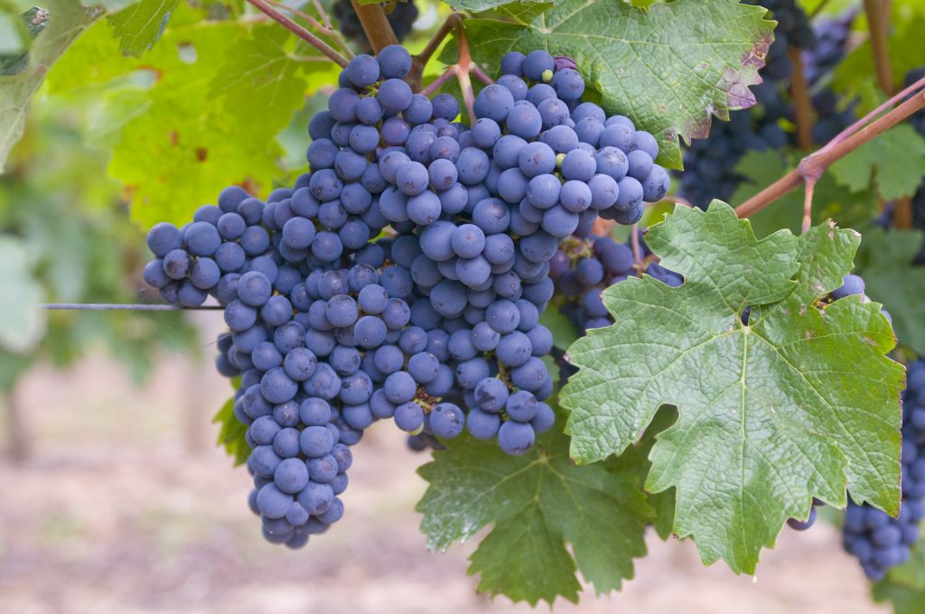 raisin cépages vins rouges